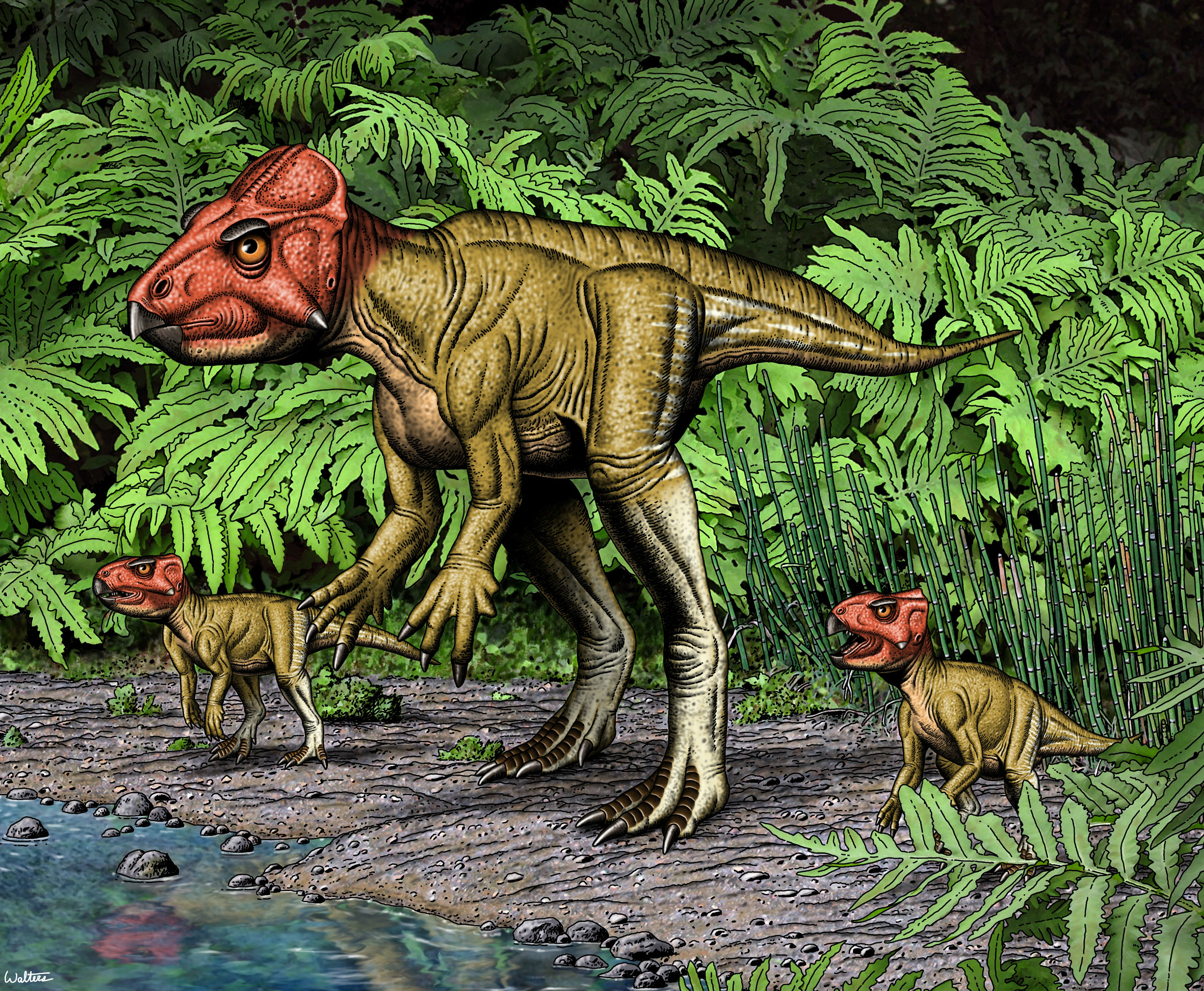 SciNews: Small horned dinosaur from China, a Triceratops relative, walked on two feet