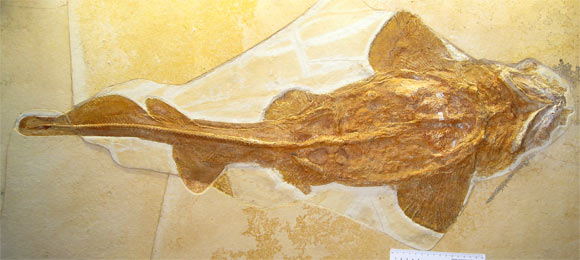 SciNews: Paleontologists Identify Oldest Known Ancestor of Mackerel Sharks