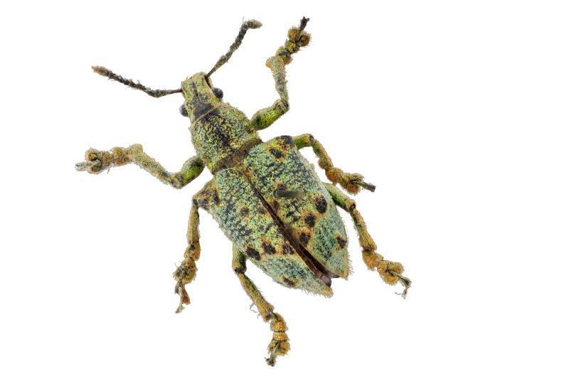 Field Museum: Meet Earth’s smallest superheroes!