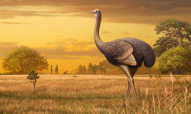 Half-tonne birds may have roamed Europe at same time as humans