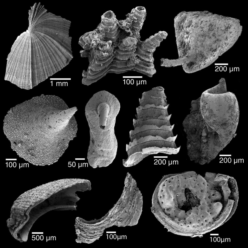 Palaecast Episode 102: Small Shelly Fossils