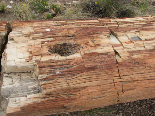 Roy Plotnick: Epigraphs of taphonomy (or prolegomenon to a future book)