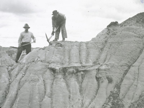 Smithsonian: How to Discover Dinosaurs