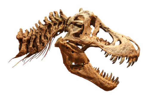 ScienceDaily: T. Rex had an air conditioner in its head, study suggests