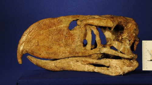 Palaeocast Episode 103: Terror birds