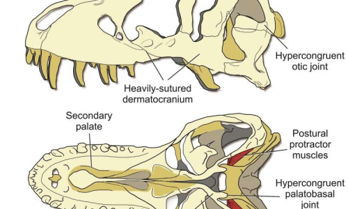 T. rex used a stiff skull to eat its prey