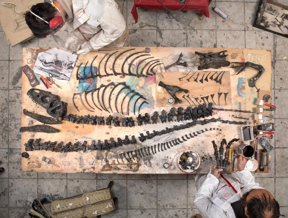 NatGeo: Inside the homes (and minds) of fossil collectors