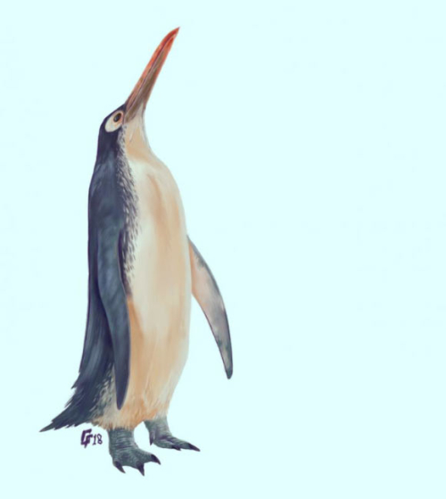 Paleontologists Unearth Another Giant Penguin in New Zealand
