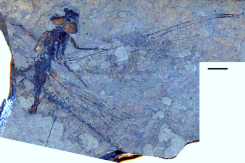Paleontologists Find Fossils of Six New Dragonfly Species