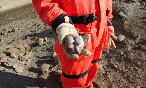 Earth was stressed before dinosaur extinction