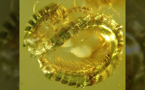 LiveScience: The 100 Best Science Photos of 2019