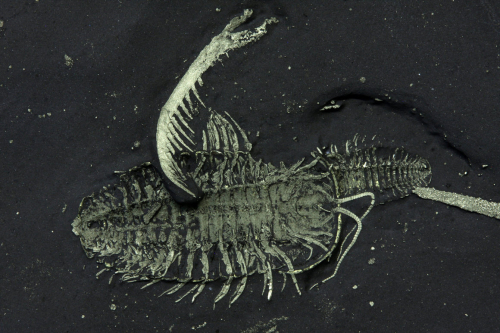 In Upstate New York, Ancient Arthropods Can Get Turned Into (Fool’s) Gold