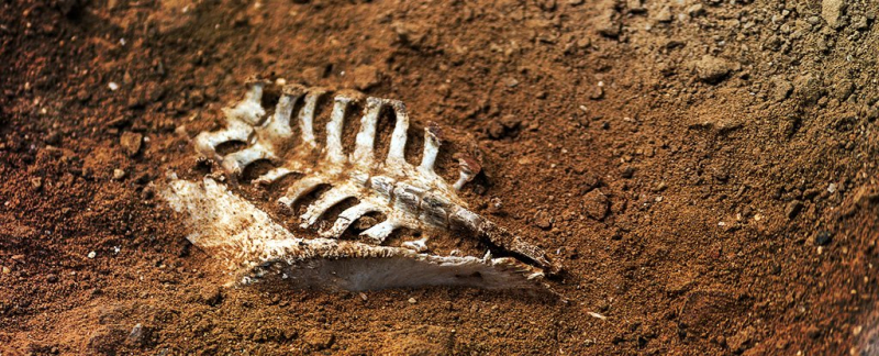 Scientists Argue a ‘Corpse Signal’ Will Be Left in The Fossil Record of Our Time