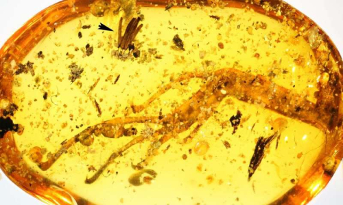 100 million years in amber: Researchers discover oldest fossilized slime mold
