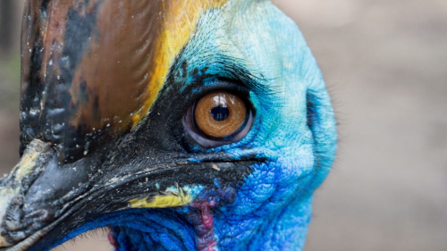 LiveScience: Are Birds Dinosaurs?