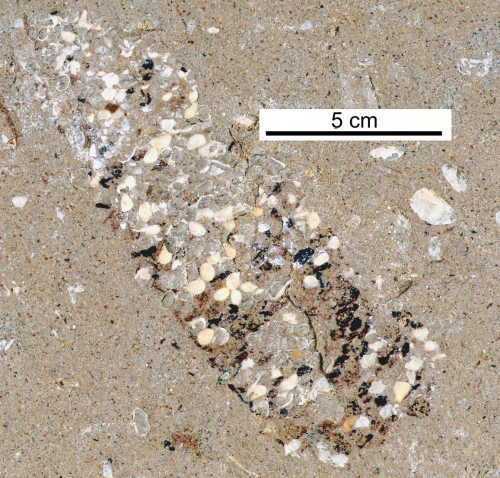 Roy Plotnick: What is a fossil?