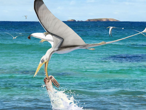 Smithsonian: Pterosaur Tooth Found in Rare Ancient Squid Fossil