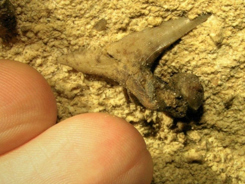 Jaw of 330-Million-Year-Old Shark Discovered in Kentucky Cave