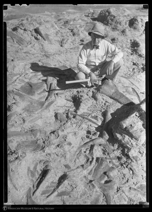 AMNH: Happy Birthday Barnum Brown… Discoverer of T-rex