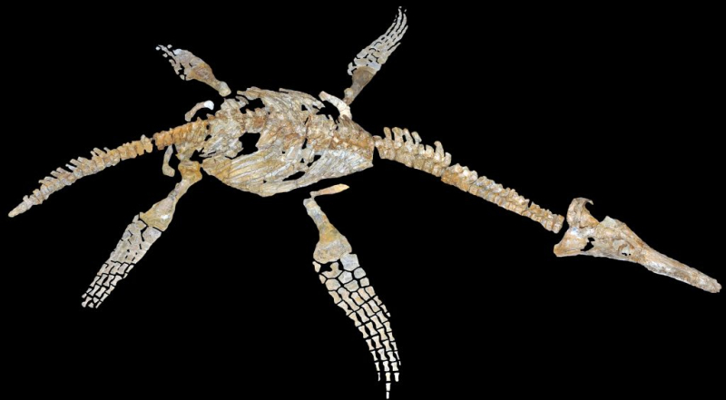 Palaeocast Episode 108: Plesiosaurs