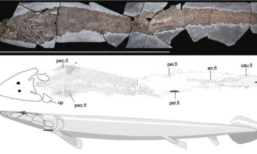Phys.org: Ancient fish fossil reveals evolutionary origin of the human hand