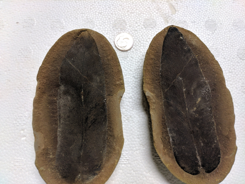 2020 ESCONI Gem, Mineral, and Fossil Show March 21st and March 22nd – Preview #6, Macroneuropteris scheuchzeri