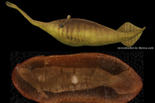 Mazon Monday #1: The Tully Monster