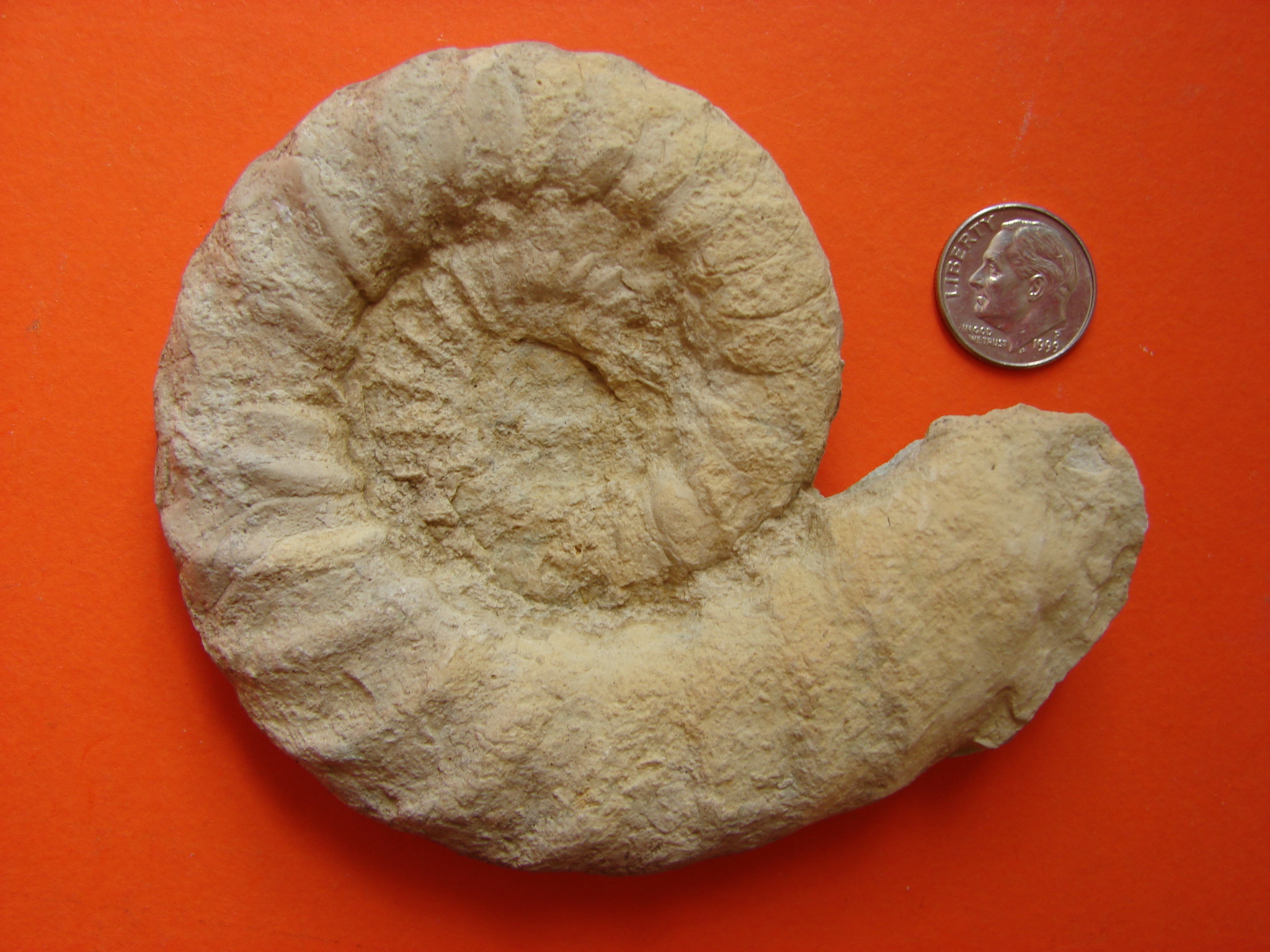 Fossil Friday #1: Silurian Nautiloids from the Chicago Area