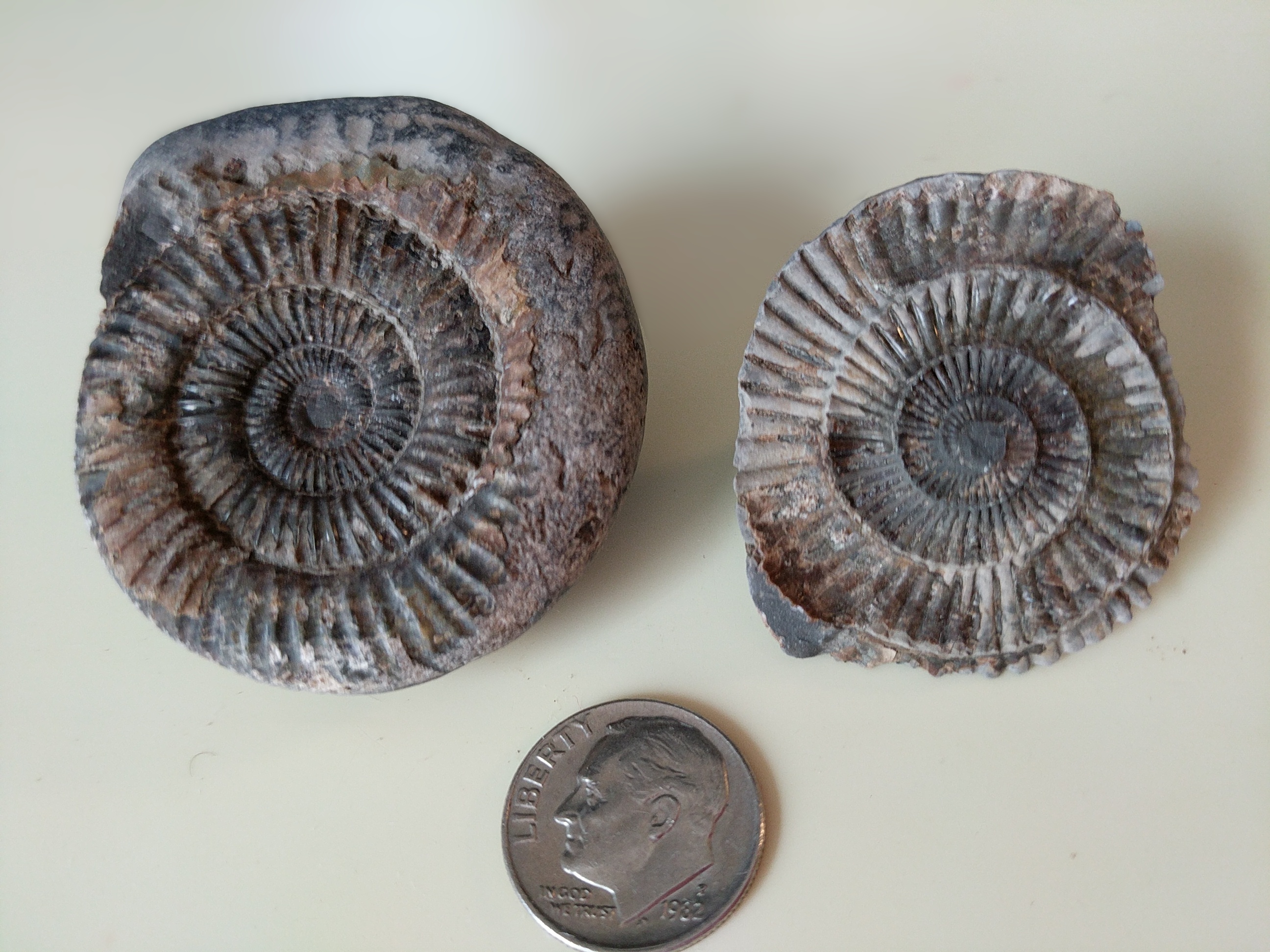 Fossil Friday #2: Whitby Ammonites