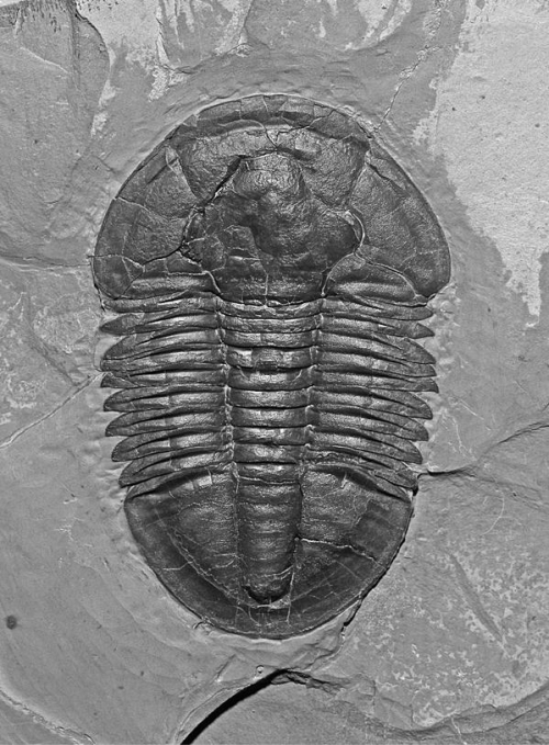 Trilobite Tuesday #2: AMNH Trilobite Top Tens