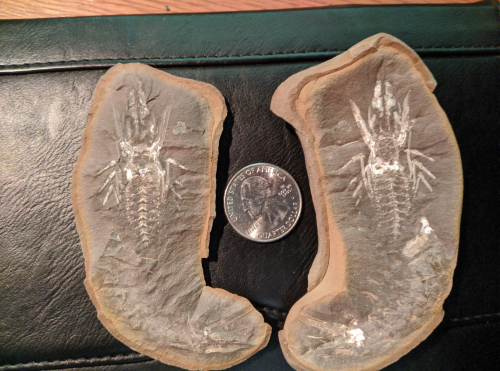 Mazon Monday #4: Belotelson Shrimp