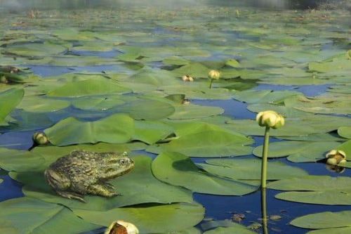 NYT: Fossil Shows Cold-Blooded Frogs Lived on Warm Antarctica