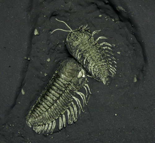 Trilobite Tuesday #5: Are These Trilobite Eggs?