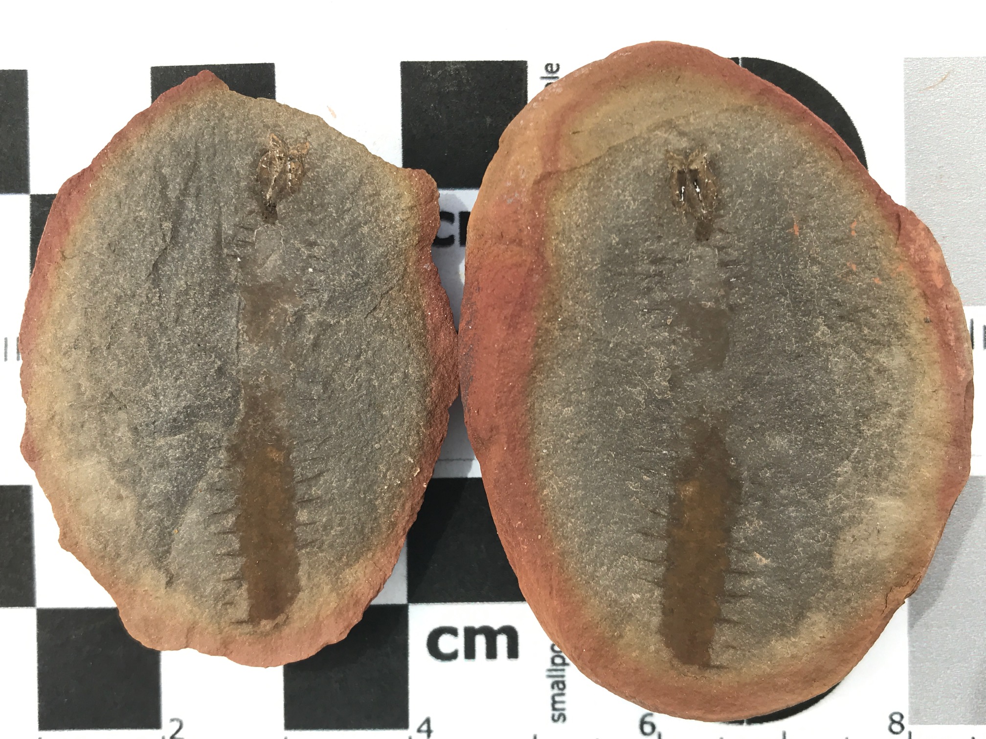 Fossil Friday #5: Esconites zelus