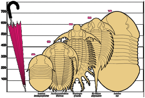 Trilobite Tuesday #6: The Largest Trilobites #trilobite #fossils #TrilobiteTuesday
