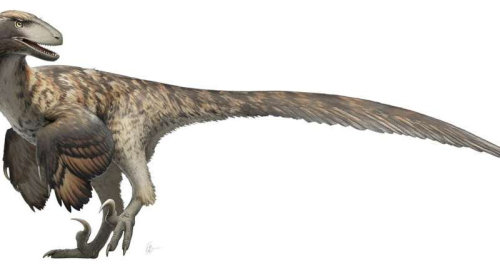 Phys.org: Jurrassic Park got it wrong: Research indicates raptors didn’t hunt in packs