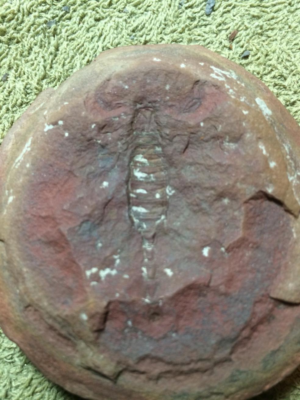 Fossil Friday #10: A Mazon Creek Scorpion!