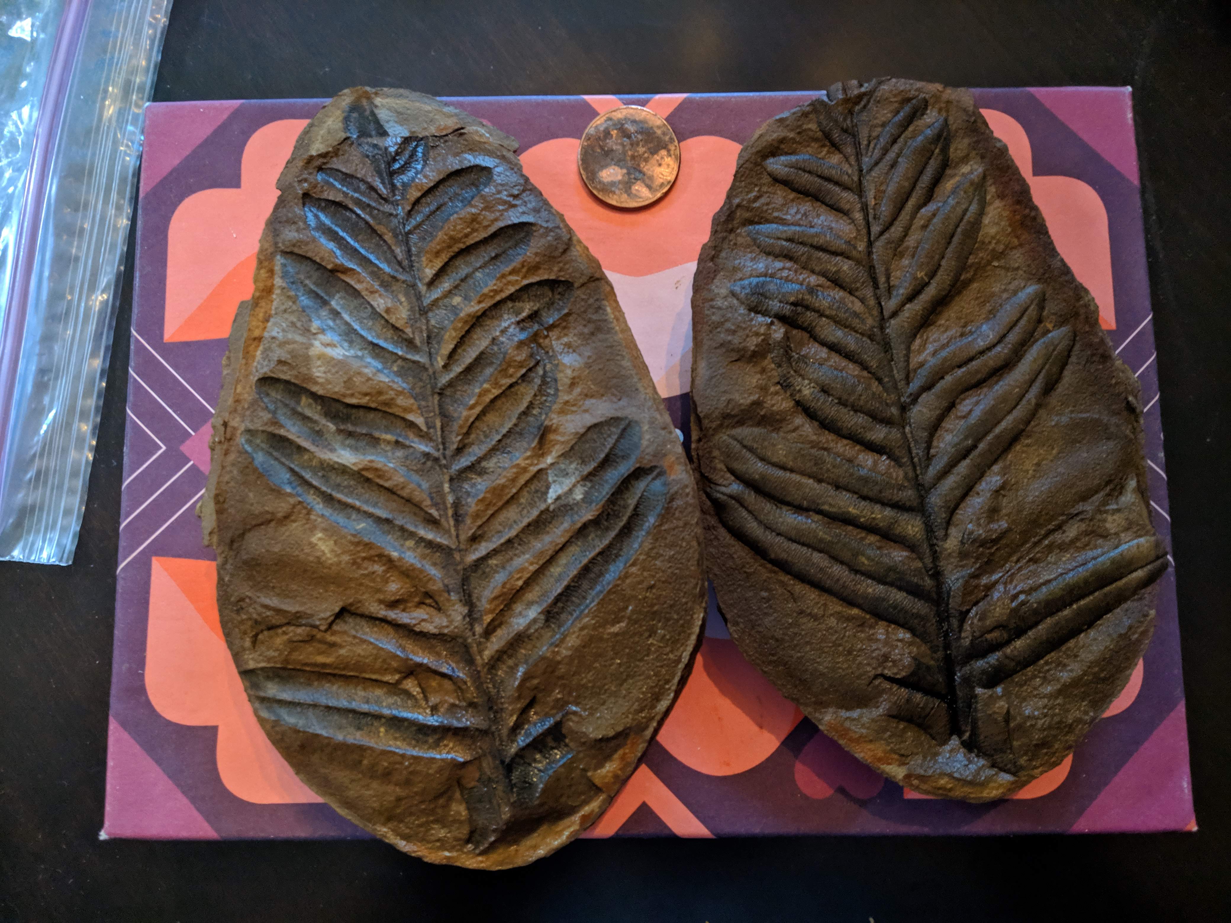 Fossil Friday #9: Alethopteris serlii from the Mazon River