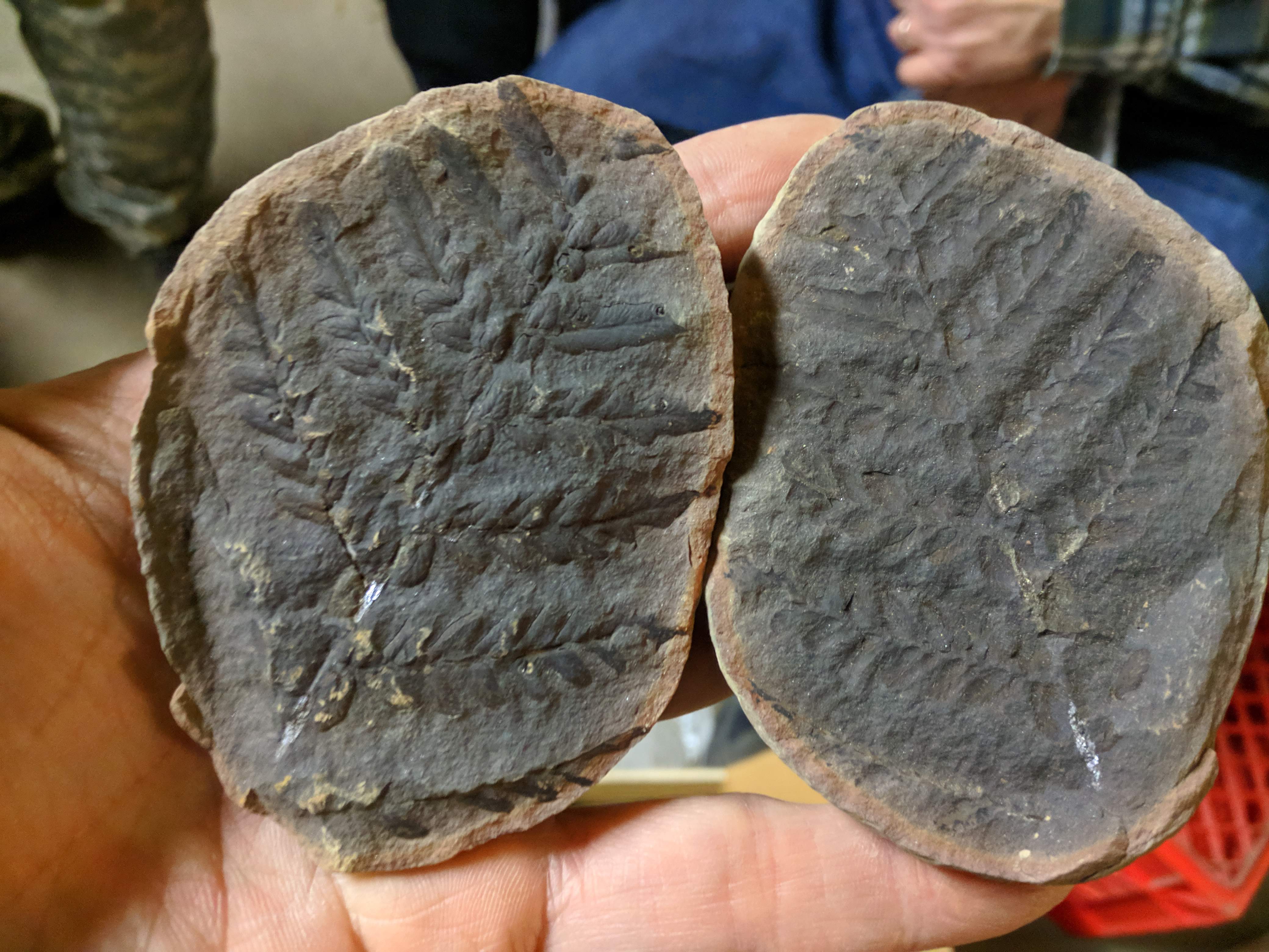 Fossil Friday #11: Mazon Creek Ferns