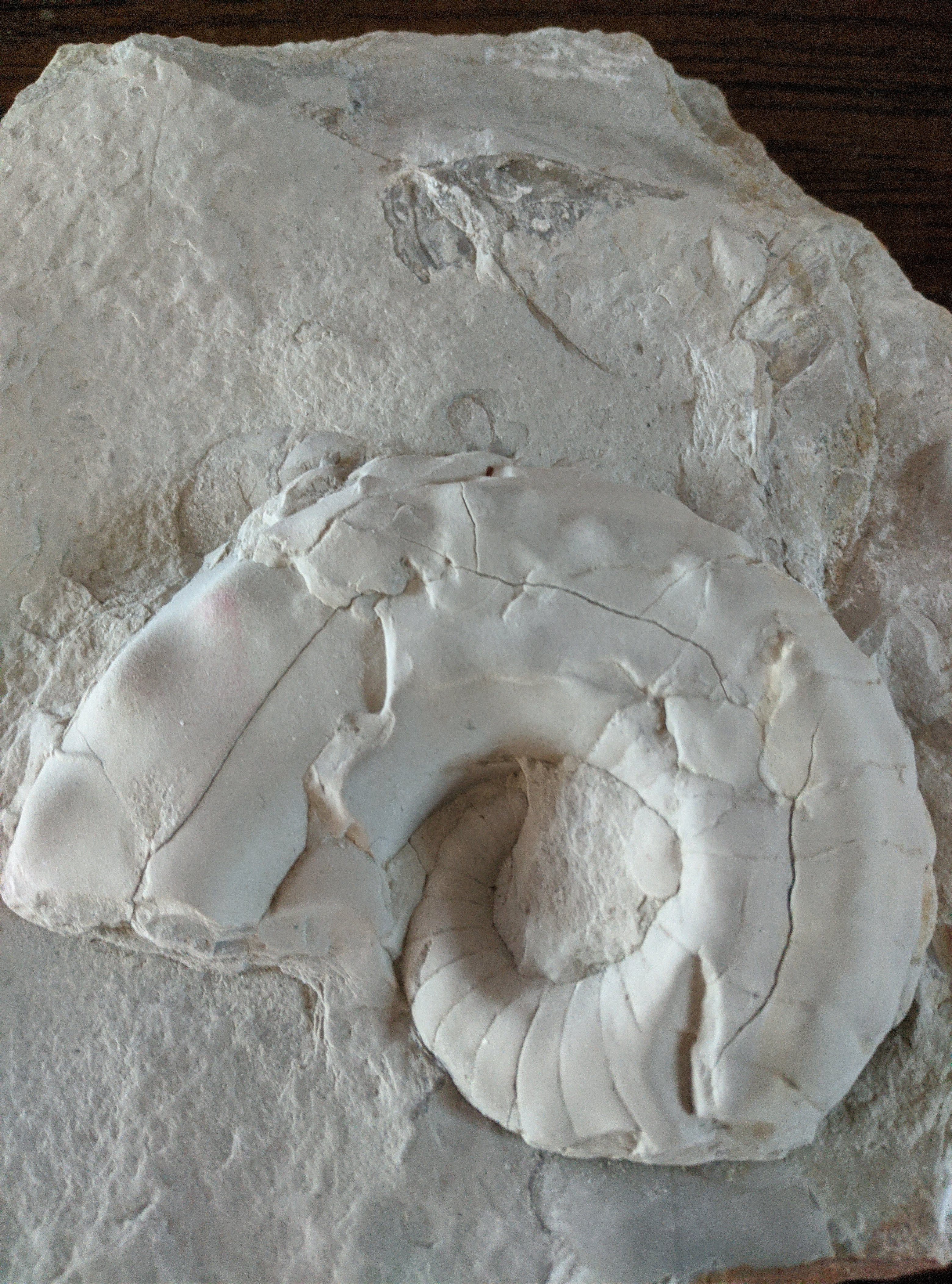 Fossil Friday #12: Ammonites from Kansas