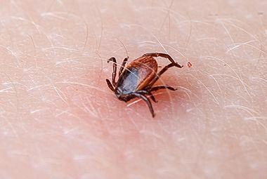 Ticks, Ticks, Ticks, Ticks, Ticks 2021!