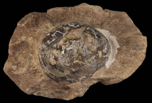 First Soft-Shelled Dinosaur Egg Fossils Found