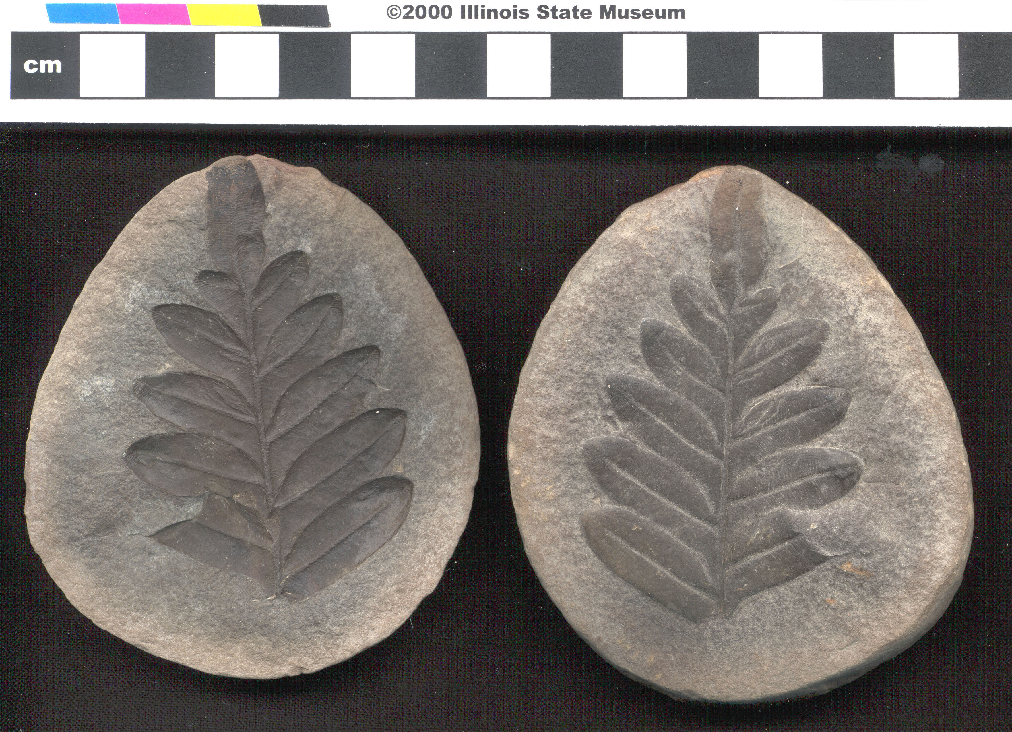Mazon Monday #11: Mazon Creek Collections Database