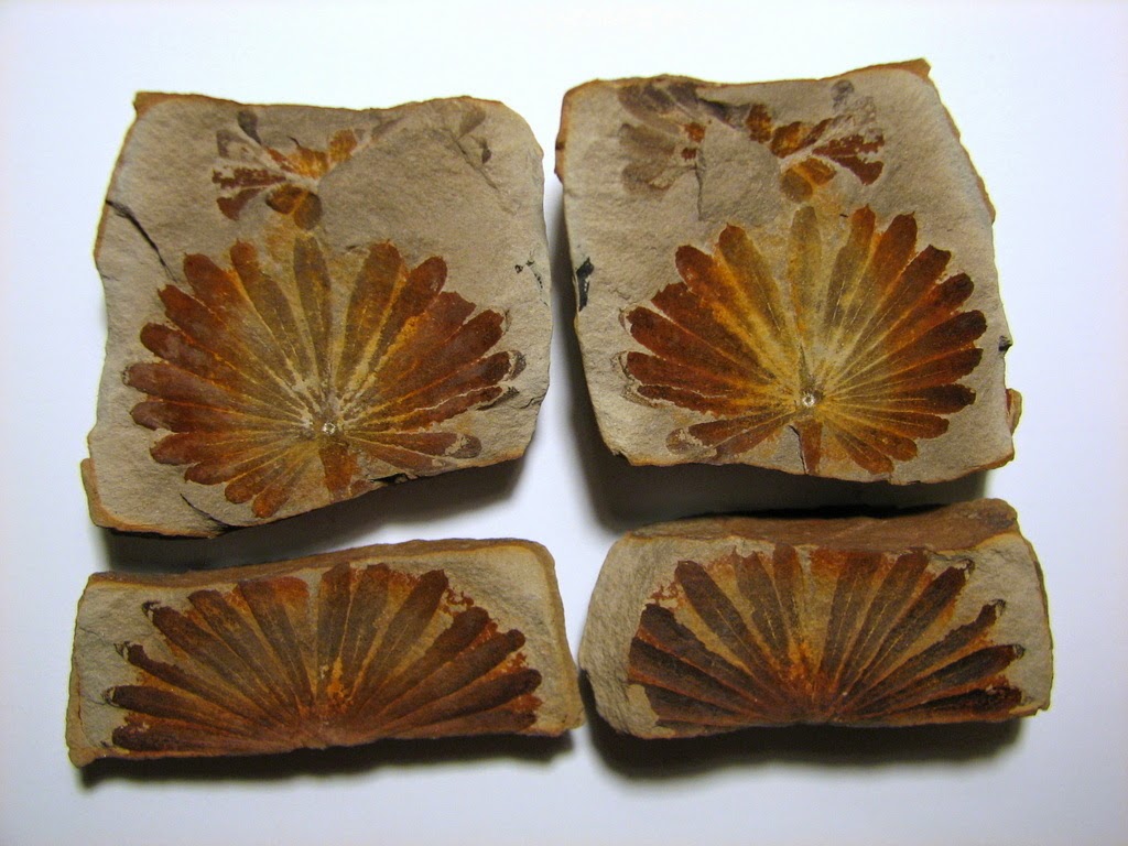 Fossil Friday #13: Annularia