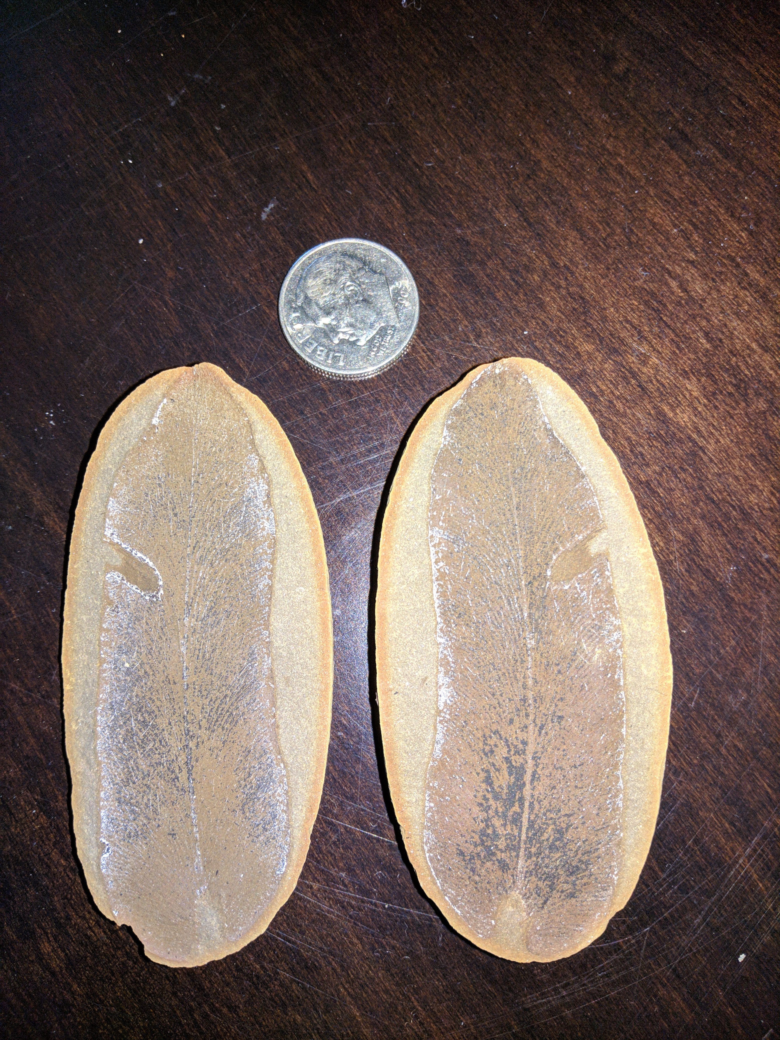 Fossil Friday #16: Macroneuropteris With Insect Damage