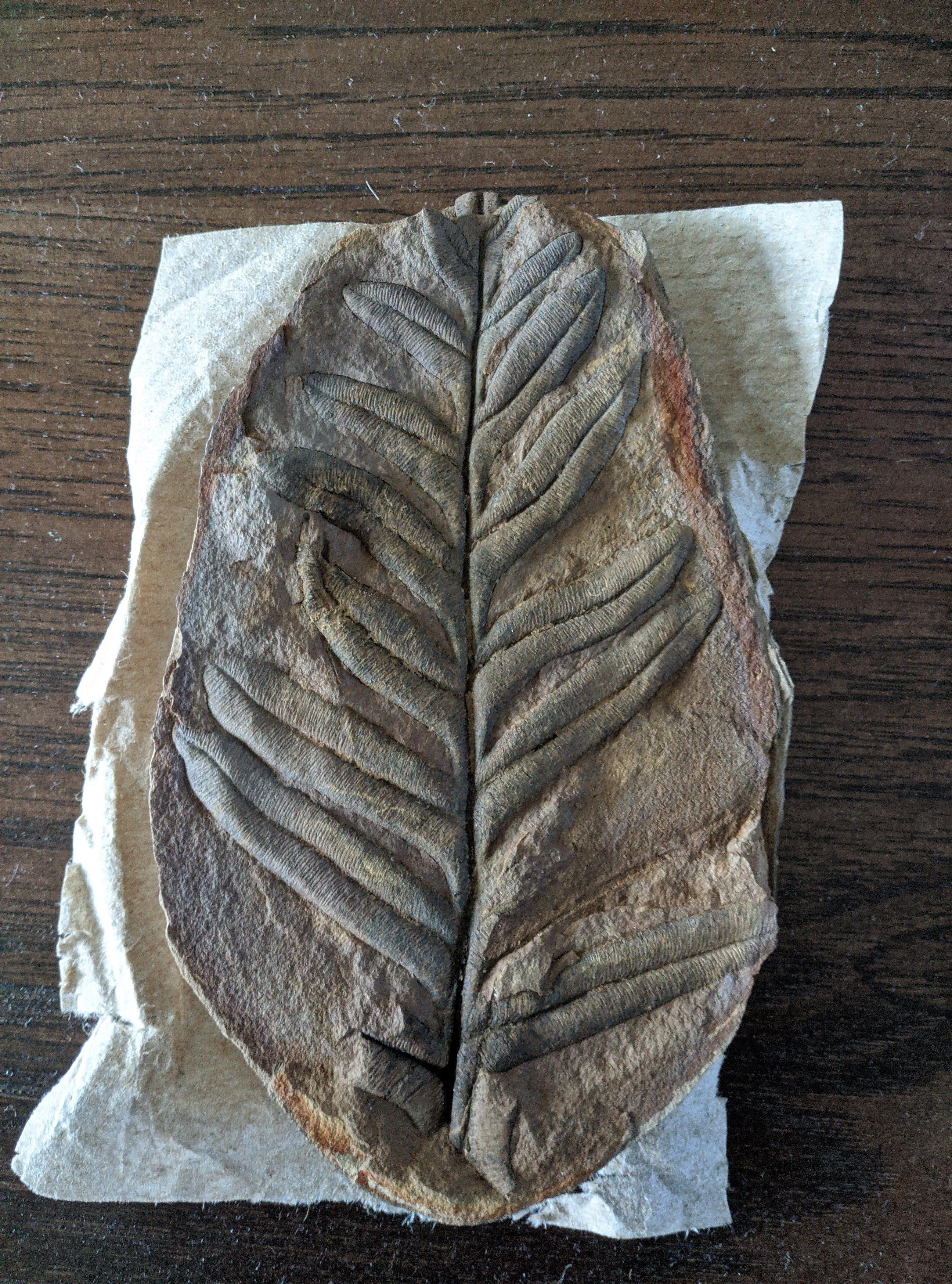 Fossil Friday #17: Mazon Creek Alethopteris serlii