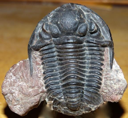 Trilobite Tuesday #15: The Last of the Trilobites