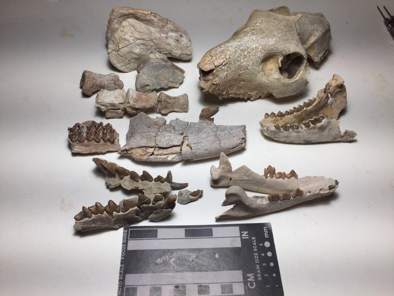 Fossil Friday #18: Oligocene Mammals