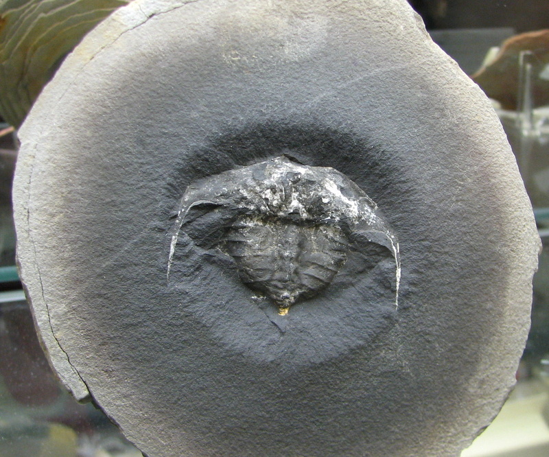 Mazon Monday #21: Euproops danae