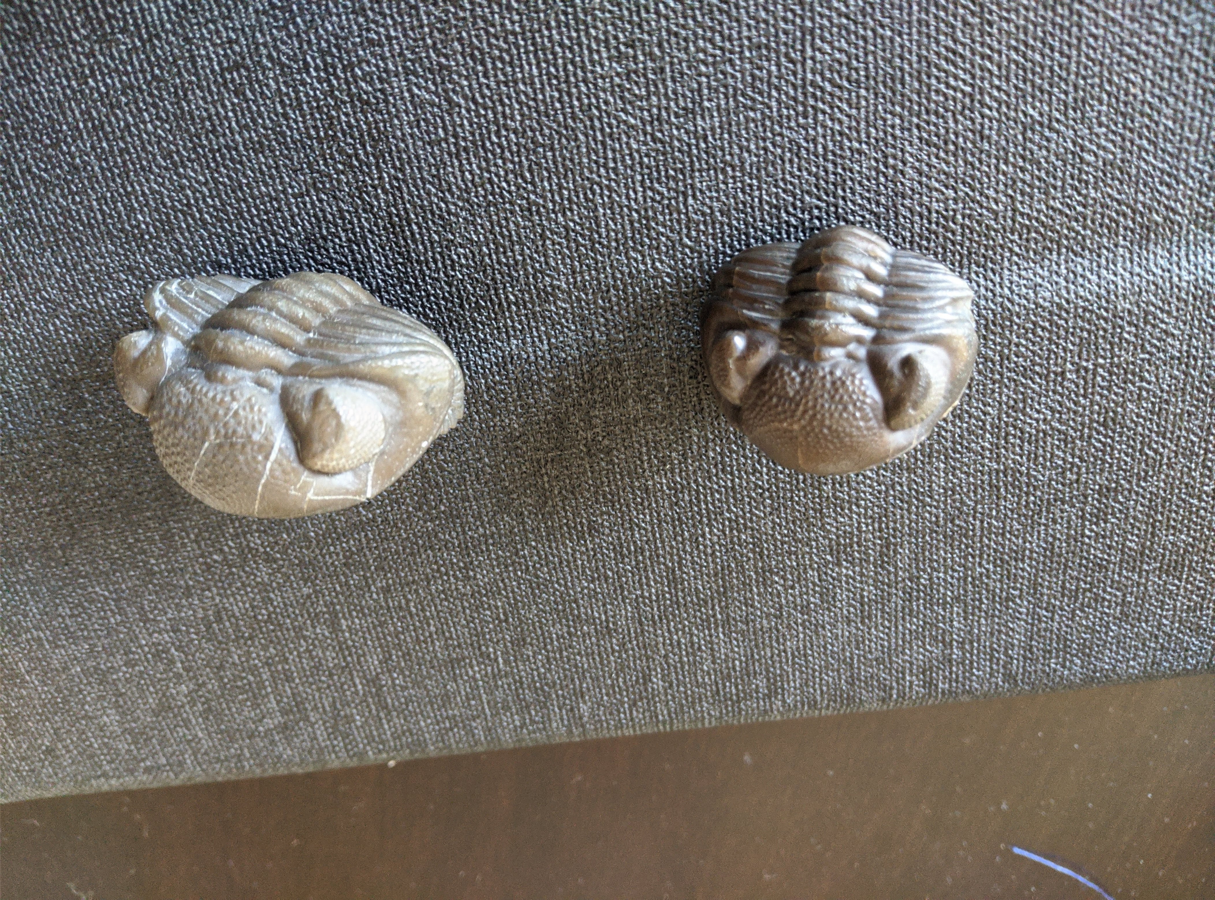 Fossil Friday #19: Phacops from Paulding, OH